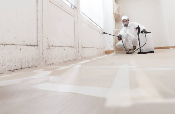 Black mold remediation team in Boston
