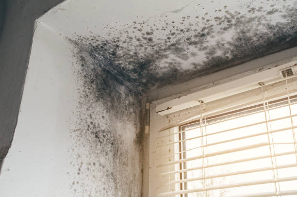 Mold Removal service in Boston